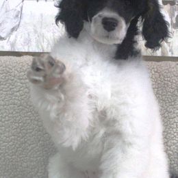 Assorted Doodle Crosses, Bernedoodles, Goldendoodles, and Poodles from Paramount Family Doodles