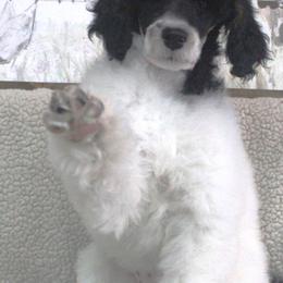Assorted Doodle Crosses, Bernedoodles, Goldendoodles, and Poodles from Paramount Family Doodles