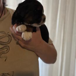 Simon - Tri-color male Bernedoodle puppy in Jacksonville, Florida from Dandelion Doodles