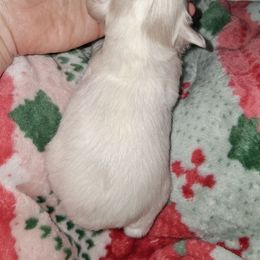 Snow - White female Miniature Schnauzer puppy in Gonzales, Louisiana from Majestic Marvels Schnauzers