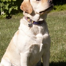Chihuahuas and Labrador Retrievers from Gold Country Chihuahuas