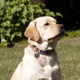 Chihuahuas and Labrador Retrievers from Gold Country Chihuahuas