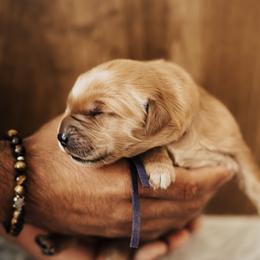 Girl 3 - female Golden Retriever puppy in Stockton, California from Golden Weenie Club