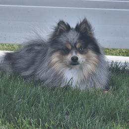 Anubis - Pomsky