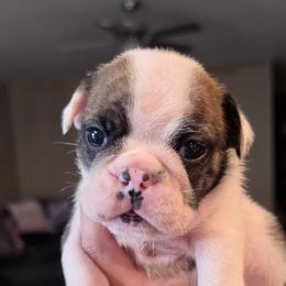Bulldog Puppies from Nelda Fernandez