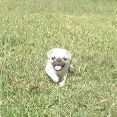 Pug Puppies from adorable pug puppies