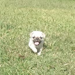 Pug Puppies from adorable pug puppies
