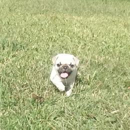 Pug Puppies from adorable pug puppies