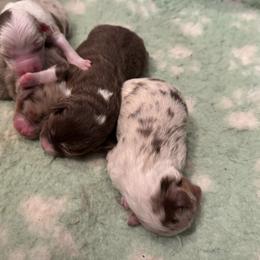 Miniature American Shepherd puppies from Great Companions MAS -Pennsylvania