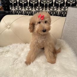 Lulu - Cream female Goldendoodle puppy in Davie, Florida from Daviegoldendoodles