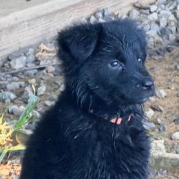 Orange - Black female German Shepherd puppy in Bradley County, Tennessee from Chestuee German Shepherd