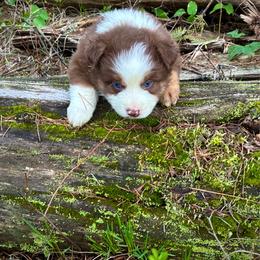 Diamond - Red tri male Miniature Australian Shepherd puppy in Priest River, Washington from Offgrid Aussies