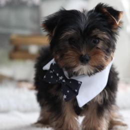 LANCE - Black and gold male Yorkshire Terrier puppy in Hughesville, Missouri from Puppykiss4u
