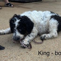 King - Parti male Goldendoodle puppy in Water Valley, Mississippi from Olympian Doodles