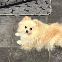 Lexi - Cream female Pomeranian puppy in Douglas, Massachusetts from Country Oak Poms LLC