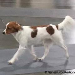 Nederlandse Kooikerhondjes from Hanabi Kooikerhondje