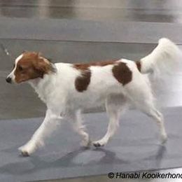 Nederlandse Kooikerhondjes from Hanabi Kooikerhondje