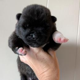 Nebula's Boy 1 - Black male Akita puppy in South Carolina from Sierra Mountain Akitas