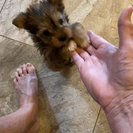 Yorkshire Terrier Puppies from Cindy's Yorkshire Terriers