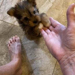 Yorkshire Terrier Puppies from Cindy's Yorkshire Terriers