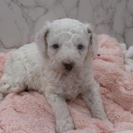 Pearl - Parti female Goldendoodle puppy in Kansas City, Kansas from Bella & Ivy’s Mini Goldendoodles of KC