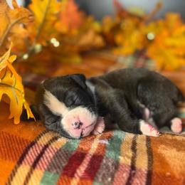 Boy 2 - Brindle male Boxer puppy in Prestonsburg, Kentucky from Bre’s Boxers