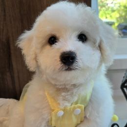 Yasmin- AKC Bichon Frise CH Bloodlines - White and apricot female Bichon Frise puppy in Upland, California from IDREAMOFPUPPIES