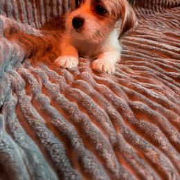 Black collar - Liver and white male Shorkie puppy in Staten Island, New York from Sensational Shorkies