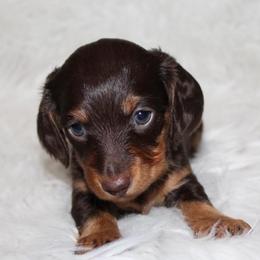 Chocolate and Tan Female - Chocolate and tan female Dachshund puppy in Lily, Kentucky from Little Acres Miniature Dachshunds