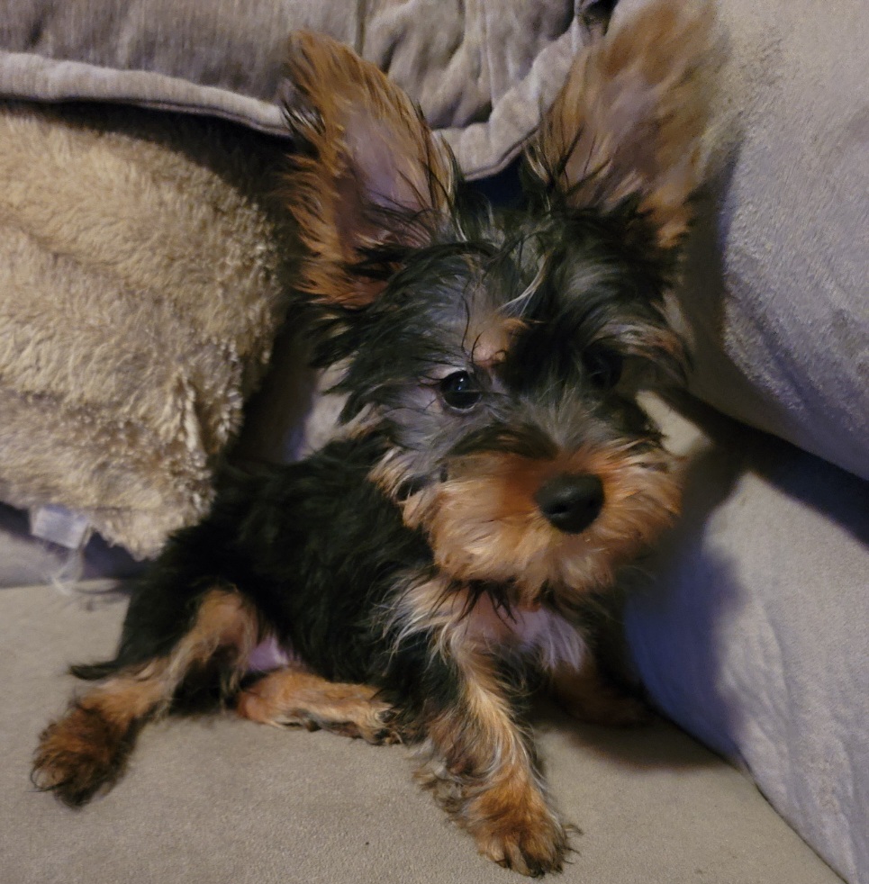 French Bulldogs and Silky Terriers from Fur-Ever Friends