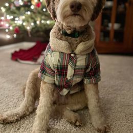 Aussiedoodle Puppies from Red Bud Beautiful Doodles