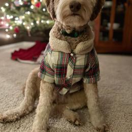 Aussiedoodle Puppies from Red Bud Beautiful Doodles