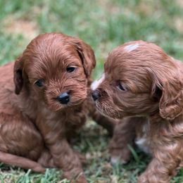 Cavapoo puppies from Clarriott Whippets