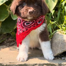 Bruce Springsteen - White and brown male Newfoundland puppy in Tully, New York from Bear Paw Newfoundlands