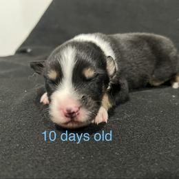 Boy 1 - Black tri male Miniature Australian Shepherd puppy in Lubbock, Texas from Reveille awesome aussies