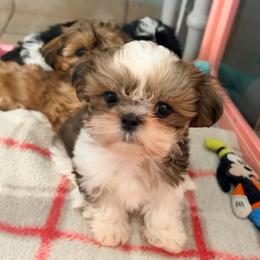 Danny - Red and white male Shih Tzu puppy in Hemet, California from Aloha Shih Tzu