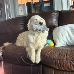 Willow - Light golden female Golden Retriever puppy in Colorado Springs, Colorado from Sharp Guardians and Goldens