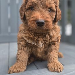 Goldendoodle Puppies from Wurster's Mini Wee Doodles