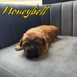 Honeybell - Sable male Shih Tzu puppy in Joplin, Missouri from Loyal Tzu's