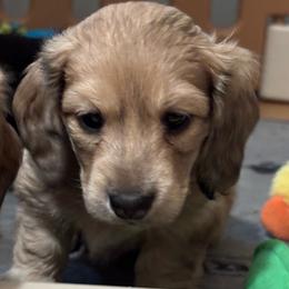 Gidget - Cream female Dachshund puppy in New Smyrna Beach, Florida from J & L Mini D’s