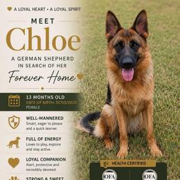 Chloe - Black and red female German Shepherd puppy in Nacogdoches, Texas from Vom Hausgladfel