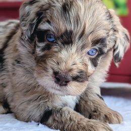 Aussiedoodles and Australian Shepherds from Mr and Mrs Doodle Farm