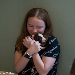 Border Collie Puppies from Air Capital Border Collies