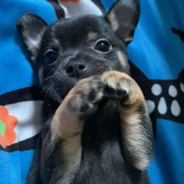 Chihuahua Puppies from Tulum Chihuahuas