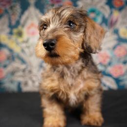 Dachshund Puppies from Shining A Lowriders & Co.
