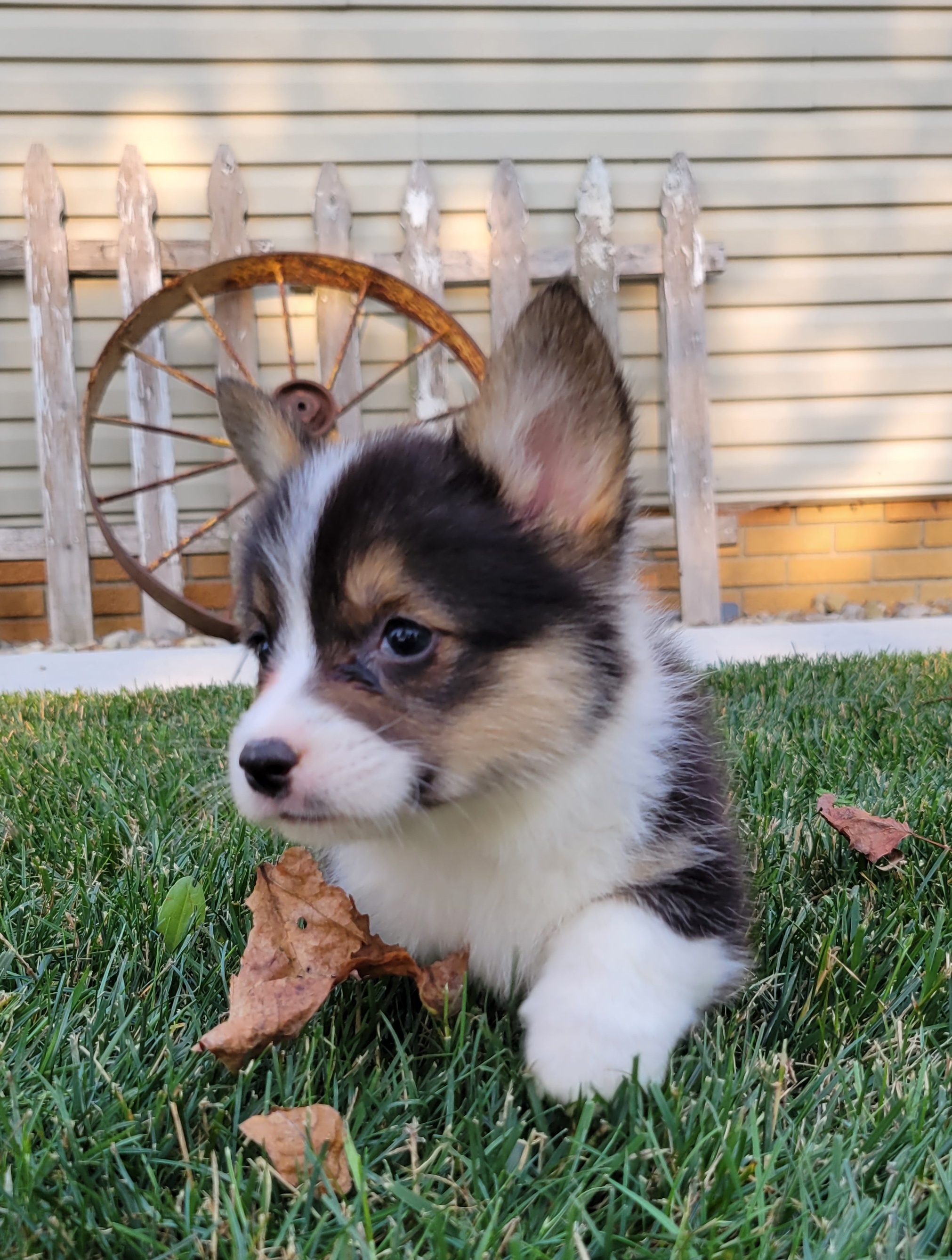 Pembroke Welsh Corgis and Poodles from Windy Willows