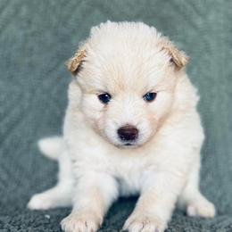 Cinderella - White female Pomsky puppy in Grass Valley, California from Karalot Pomskies