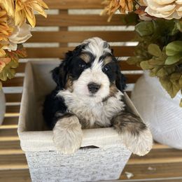 Australian Labradoodle, Bernedoodle, and Cockapoo Puppies from Dream Doodles and Cockapoos