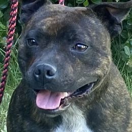 Olive - Staffordshire Bull Terrier