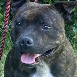Olive - Staffordshire Bull Terrier